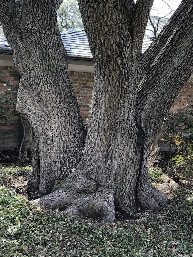 Mature heritage tree close to a Port Murray property cared for by certified arborists